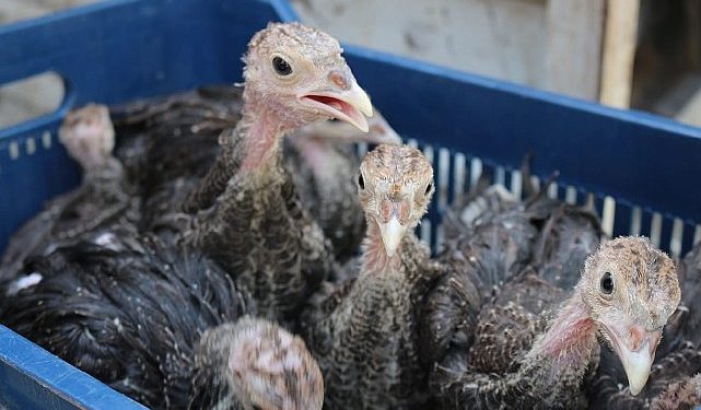 Hindi ile çekirge gayreti bu yıl da sürüyor