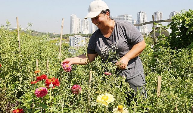 İstanbul’un ortasında organik tarım