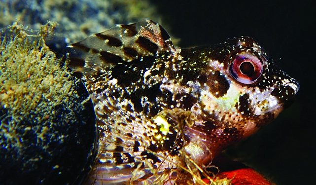 İzmir Körfezi’nde biyolojik çeşitlilik izleme çalışmaları başlıyor