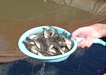 İzmir Sularına 5 Milyon Yavru Sazan