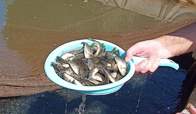 İzmir Sularına 5 Milyon Yavru Sazan