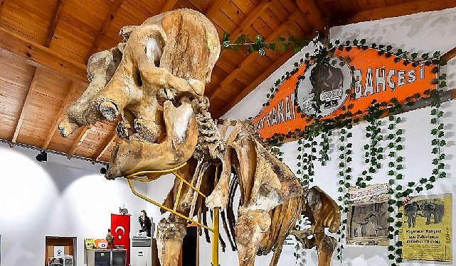 İzmir’in unutulmaz fili Pak Bahadır’ın iskeleti ziyaretçileri bekliyor