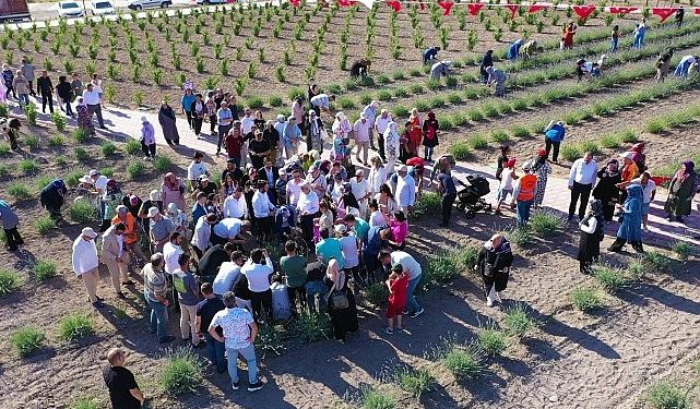 Keçiören’deki Lavanta ve Gül Bahçesi’nde Hasat Vakti