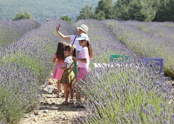 Lavanta Bahçesi’ne ziyaretçi akını