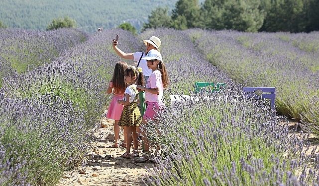 Lavanta Bahçesi’ne ziyaretçi akını