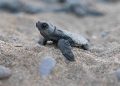Mavi Gönüllüleri, Indigo Turtles projesi ile Caretta Caretta’ları Akdeniz’le buluşturmaya devam ediyor