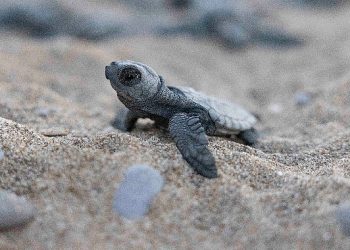 Mavi Gönüllüleri, Indigo Turtles projesi ile Caretta Caretta’ları Akdeniz’le buluşturmaya devam ediyor
