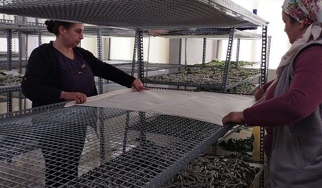 Ödemişli bayanlar ipekböcekçiliği geleneğini sürdürmekte kararlı