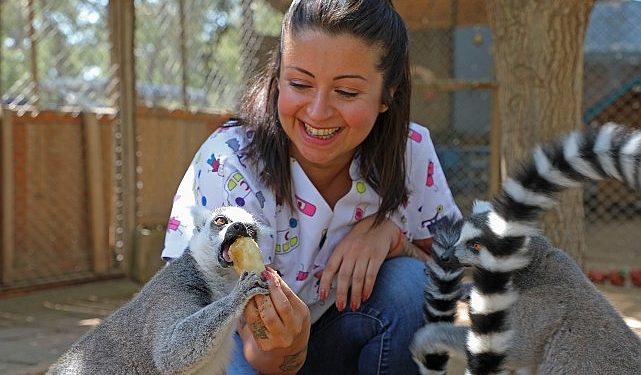 Sıcaktan bunalan sempatik dostlara buzlu meyve servisi