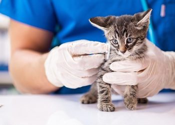 Son 10 yılda, kedilerde çok kiloluluk oranı yüzde 169 arttı