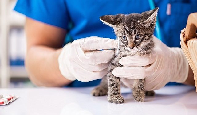 Son 10 yılda, kedilerde çok kiloluluk oranı yüzde 169 arttı