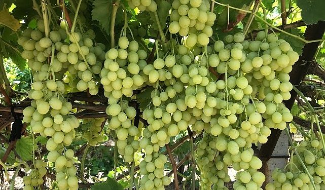 Superior Seedless Çeşidi Sofralık Üzümün ihracat seyahati başladı