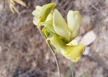 TANAP, Türkiye Biyoçeşitliliğine ve Milletlerarası Literatüre Yeni Cinsler Kazandırmaya Devam Ediyor