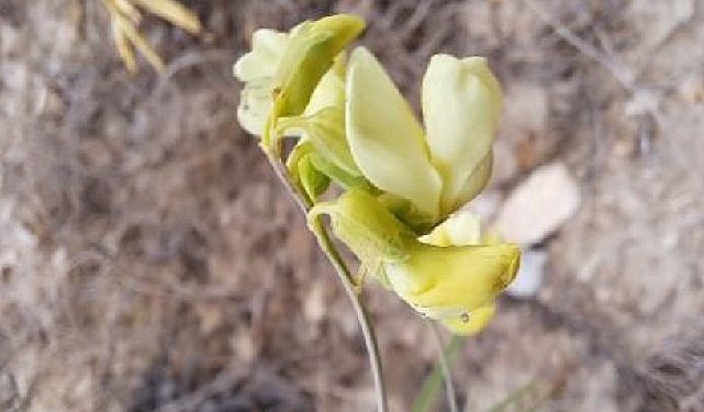 TANAP, Türkiye Biyoçeşitliliğine ve Milletlerarası Literatüre Yeni Cinsler Kazandırmaya Devam Ediyor