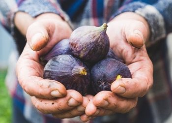 Taze incir ihracatı başladı