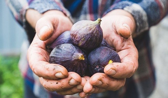 Taze incir ihracatı başladı
