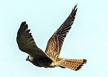 Tedavi altında olan Kerkenez özgürlüğe kanat çırptı