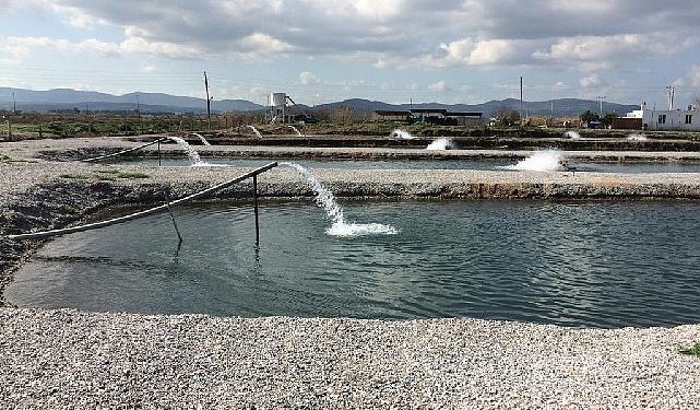 Toprak Havuzlarda Balık Üretimi Yükselişte