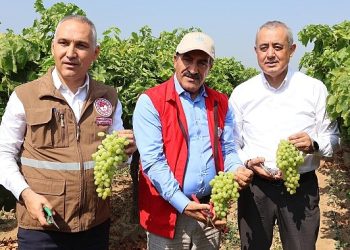 Yaş üzümde 200 milyon dolar aşılacak