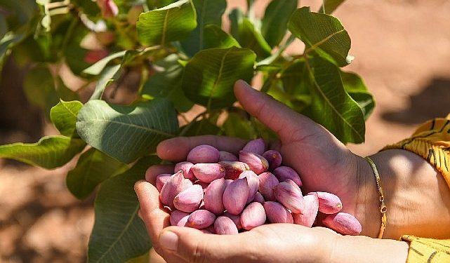 Antep fıstığının randımanı 2.5 katına çıktı