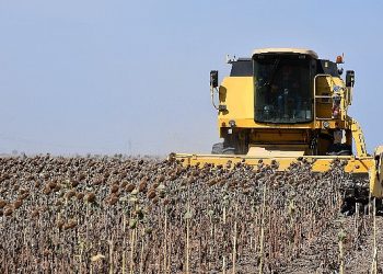 Ayçiçeklerinin sofraya seyahati başladı