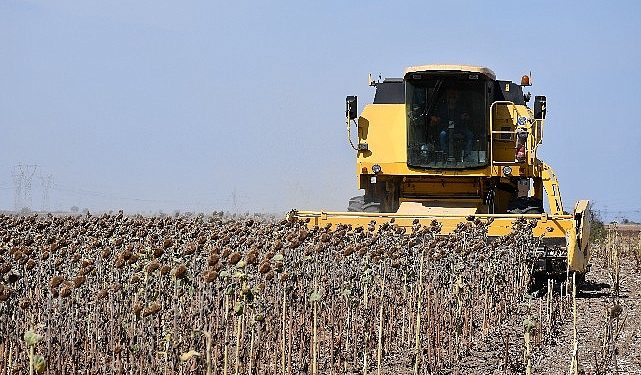 Ayçiçeklerinin sofraya seyahati başladı