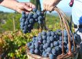 “Bu yılki üzümü Karabağlar Belediyesi’ne borçluyuz”
