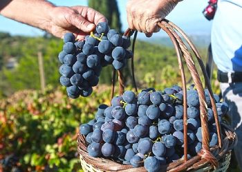 “Bu yılki üzümü Karabağlar Belediyesi’ne borçluyuz”