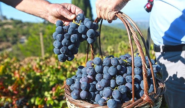 “Bu yılki üzümü Karabağlar Belediyesi’ne borçluyuz”