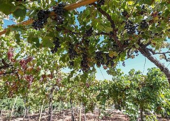 Buca’da Bağ Bozumu Vakti