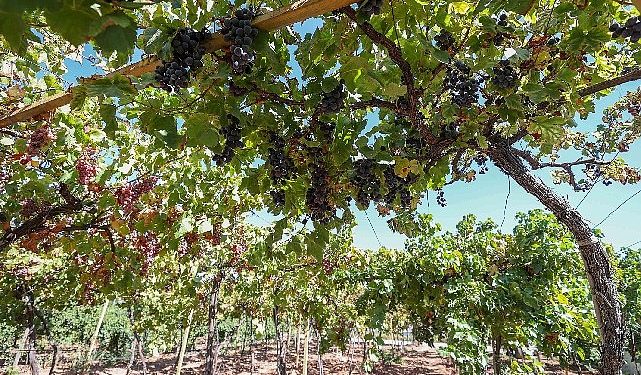 Buca’da Bağ Bozumu Vakti