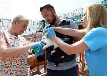 Çankaya Belediyesinin Veteriner Tabipleri iş başında