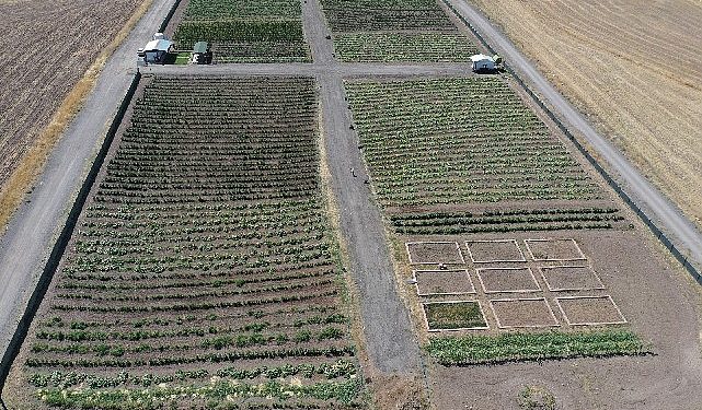 Cet tohumunu bereketlendiren bostan Keçiören’de