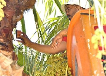 İzmir’in Palmiyeleri İçin Alarm Sistemi