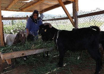Kıl Keçisi Projesi için Son Müracaat 15 Eylül’e Uzatıldı 