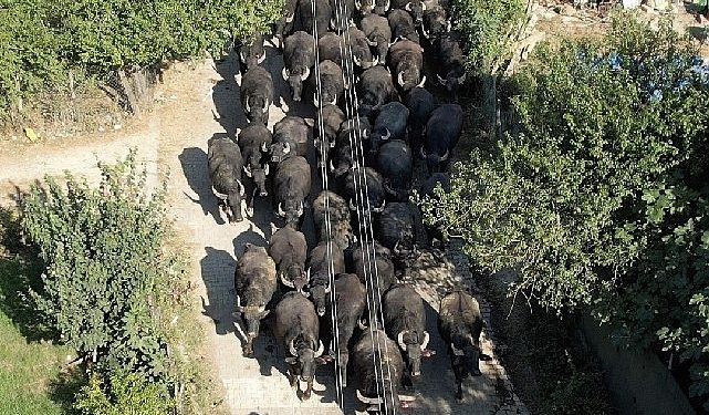 Kocaeli Büyükşehir’den üreticilere damızlık manda boğası dayanağı
