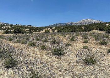 Lavanta hasadı yüzleri güldürdü