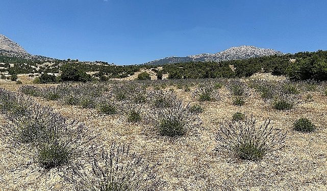 Lavanta hasadı yüzleri güldürdü