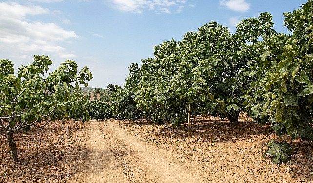 Metro Türkiye, Coğrafik İşaret Tescilli Bursa Siyah İnciri’nin İzindeydi
