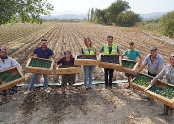Milas Belediyesi üretiyor, üretimi destekliyor