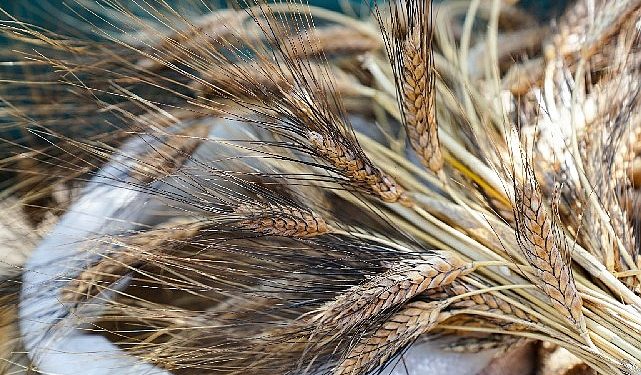 Seferihisar’da “Ata Ekmeği ve Armola” şenliği coşkusu