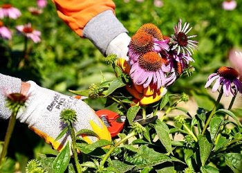 Seferihisar’da ‘Ekinezya’ Hasadı Heyecanı