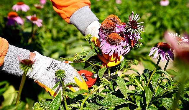 Seferihisar’da ‘Ekinezya’ Hasadı Heyecanı
