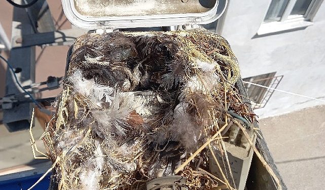 Sokak lambası bakımında sürpriz konuk