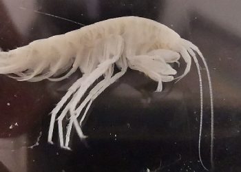 Türkiye’nin En Derin 3’üncü Mağarasında Yeni Bir Yangıç Çeşidi Keşfedildi