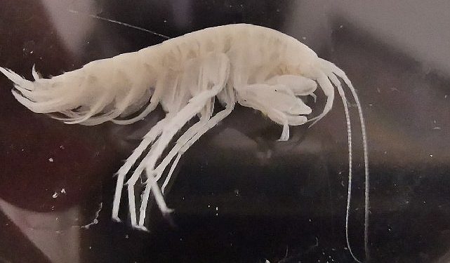 Türkiye’nin En Derin 3’üncü Mağarasında Yeni Bir Yangıç Çeşidi Keşfedildi