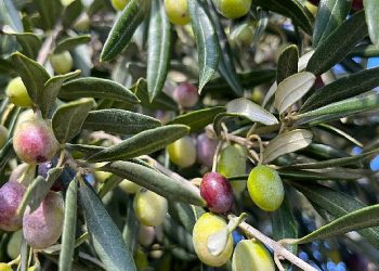 Aliağa, Zeytin Hasat Şenliğinde Buluşuyor