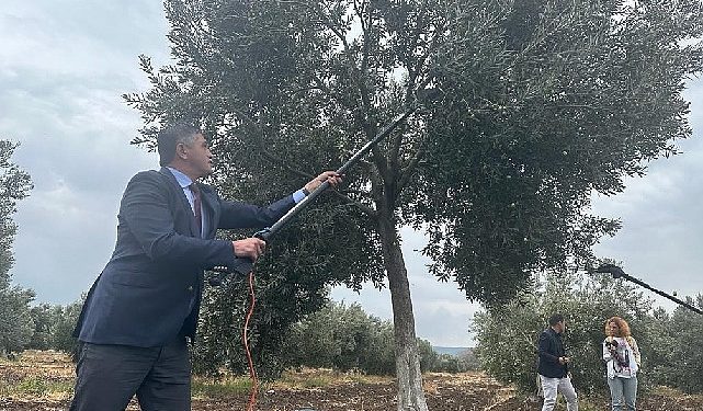 Aliağa’da 2. Zeytin Hasat Şenliği Düzenlendi