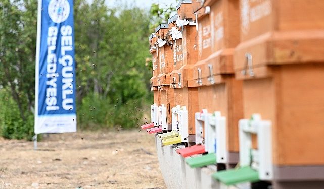 Arılı Kovan Takviyesi