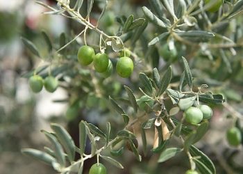 Ayvalık 18. Memleketler arası Zeytin Hasat Şenliği Başlıyor